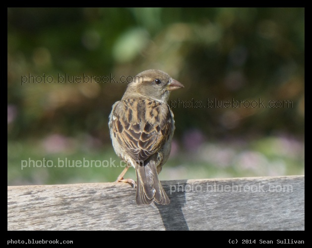 Sparrow in Spring - Washington Square Park, New York City