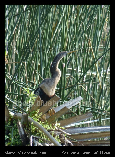 Feathered Hunter - Beside Orange Lake, New Port Richey FL