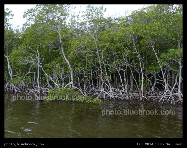 Wading Trees - Everglades near Halfway Creek, Florida