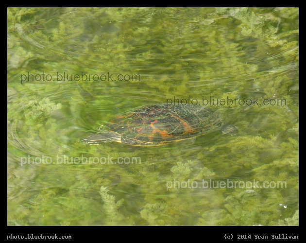 Underwater Turtle - H.P Williams Roadside Park on the Tamiami Trail, Big Cypress National Preserve, Ochopee FL