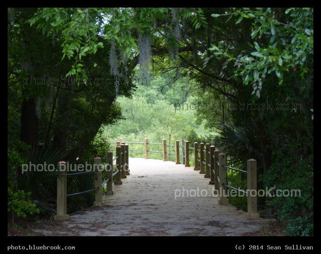 Path into the Woods - A path at Boone Hall Plantation, Mt Pleasant SC