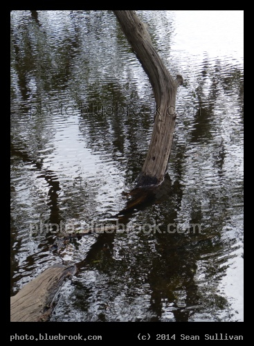Branch in the Water - Boone Hall Plantation, Mt Pleasant SC