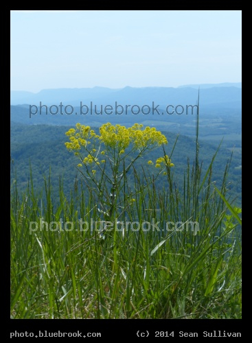 Blue Ridge Flowers - Blue Ridge Mountains from Skyline Drive, Shenandoah National Park