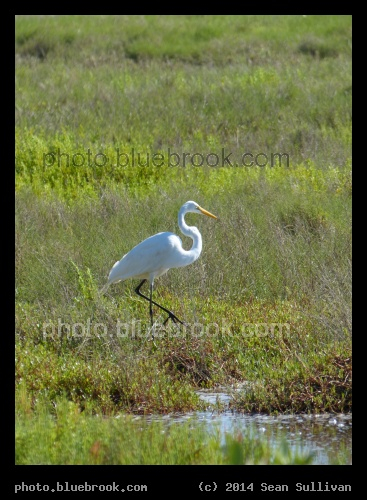 White Bird Walking - Merritt Island National Wildlife Refuge, north of the Kennedy Space Center, Florida