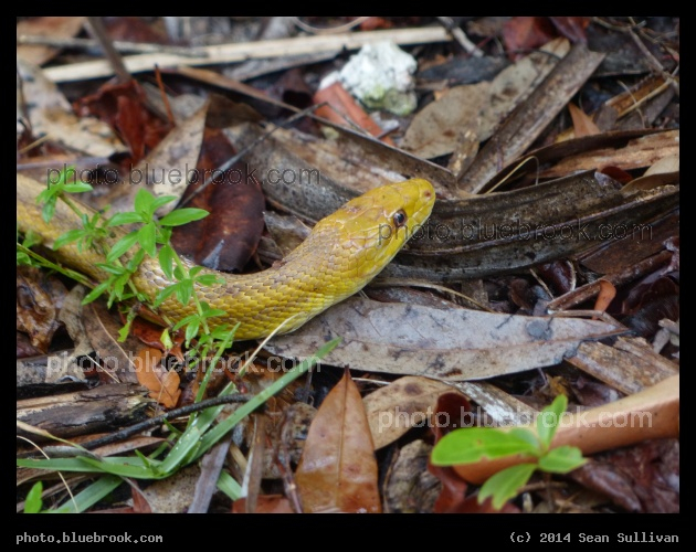 Yellow Snake - Fakahatchee Strand Preserve State Park, near Copeland FL