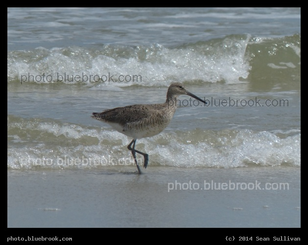 Brown Shorebird - Atlantic Ocean, South Carolina