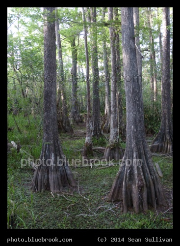 Wide Trees - Everglades, Florida