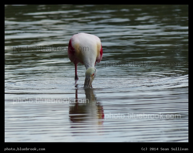 Spoonbill Nibbling - Roseate Spoonbill, Gulf of Mexico, St Petersburg FL