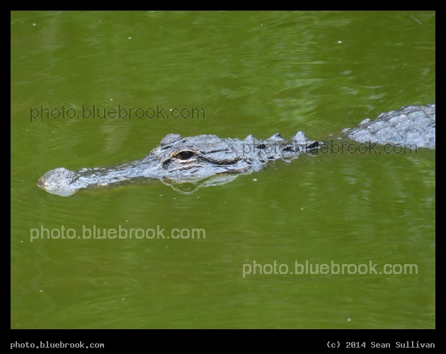 Watchful Alligator - Fakahatchee Strand Preserve State Park, near Copeland FL