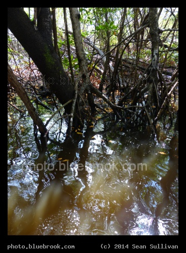 Shores of Halfway Creek - Everglades, Florida
