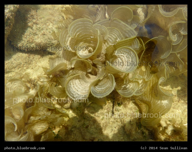 Underwater Scenery - Islamorada, Florida Keys