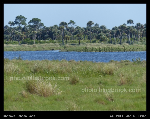 Springtime in Merritt Island - Merritt Island National Wildlife Refuge, north of the Kennedy Space Center, Florida