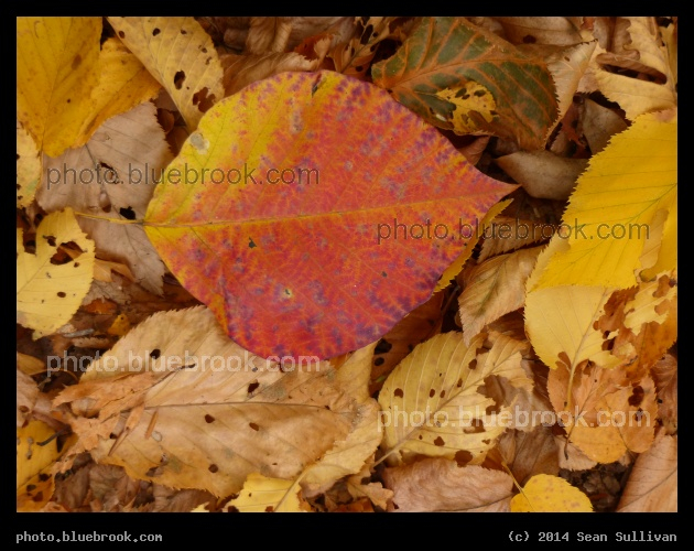 Autumn in Hemlock Gorge - Hemlock Gorge Reservation, Needham MA