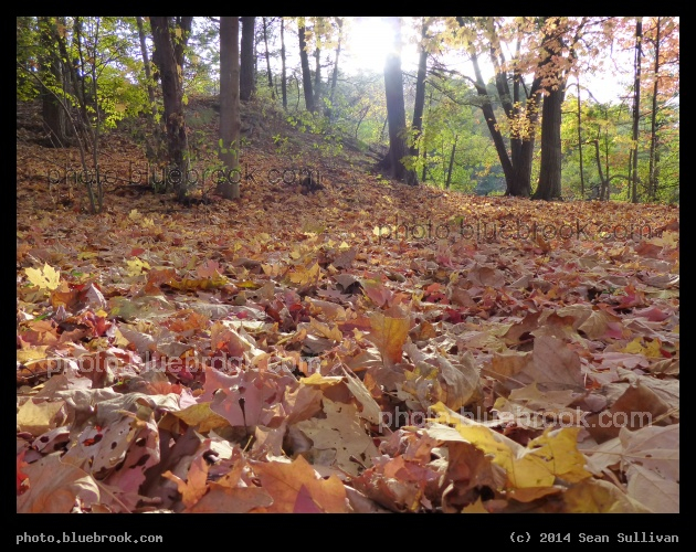 Carpet of Fallen Leaves - Newton MA