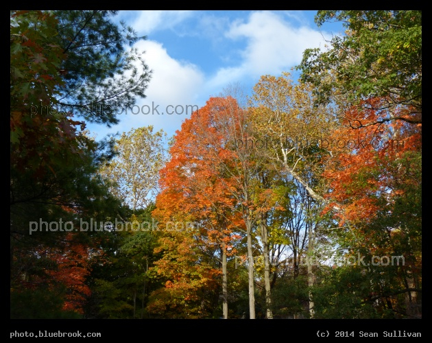 Colors of Newton - Autumn, Newton MA