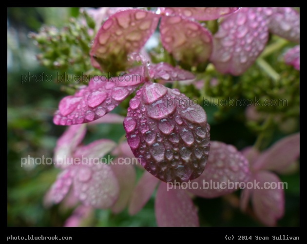 Raindrops in the Garden - Somerville MA