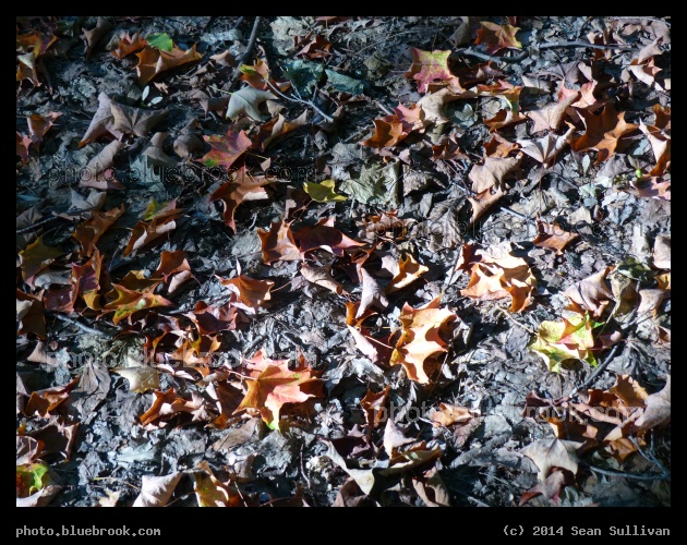 Sunbeam on Fallen Leaves - Amherst MA