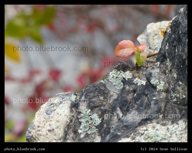Leaf on the Rocks - Hemlock Gorge, Newton MA