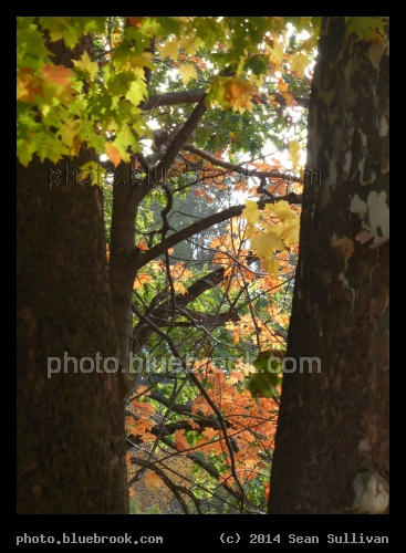 Through the Autumn Trees - Newton MA