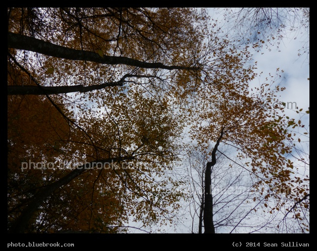 Yellow Canopy - Autumn leaves, Needham MA