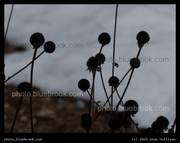 Dried Flowers in Winter - Williston VT