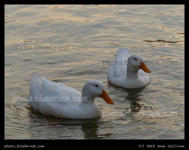 Ducks on Lake Carolyn - Irving TX