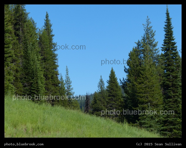 Tall Evergreens - Lolo Pass, Idaho/Montana