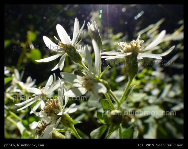 Amherst Flowers - Amherst MA
