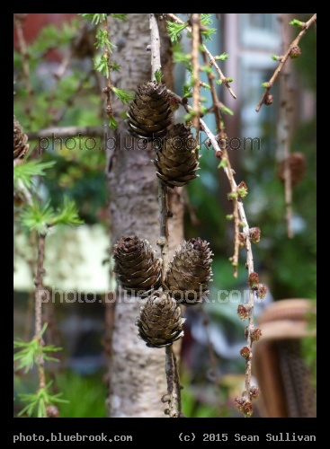 Floating Cones - Weeping Larch at the Boston Flower and Garden Show 2015, Boston MA