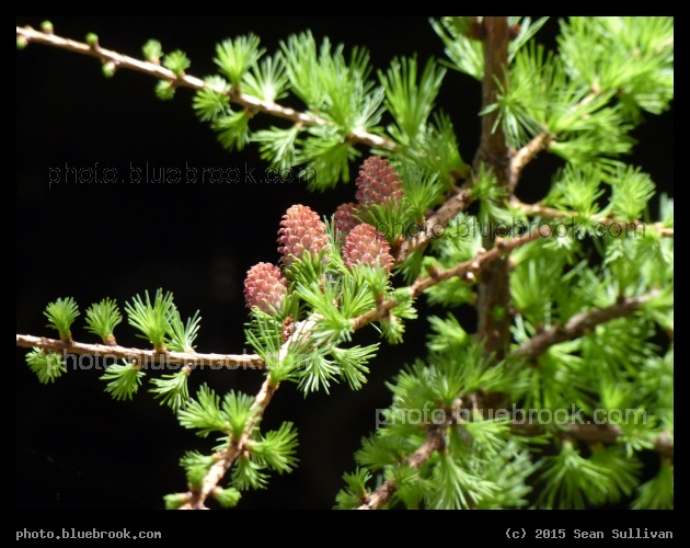 Larch Branches - Weeping Larch at the Boston Flower and Garden Show 2015, Boston MA