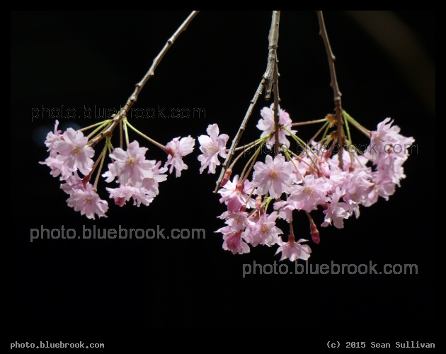 Weeping Cherry - The Boston Flower and Garden Show 2015, Boston MA
