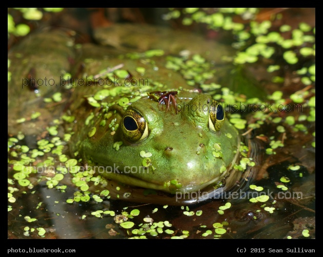 Froggy - Garden in the Woods, Framingham MA