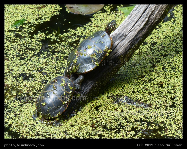 Turtle Parade - Garden in the Woods, Framingham MA