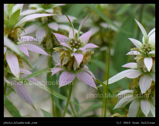 Dotted Horsemint - Garden in the Woods, Framingham MA