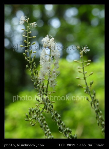 String of Buds and Flowers - Garden in the Woods, Framingham MA