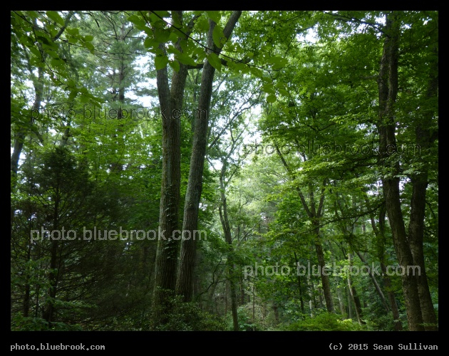 Within the Trees - Garden in the Woods, Framingham MA
