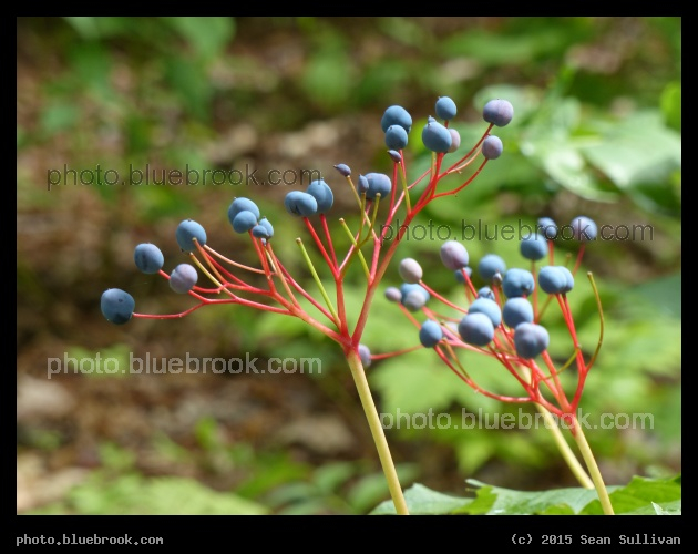 Berries on Red Stalks - Garden in the Woods, Framingham MA