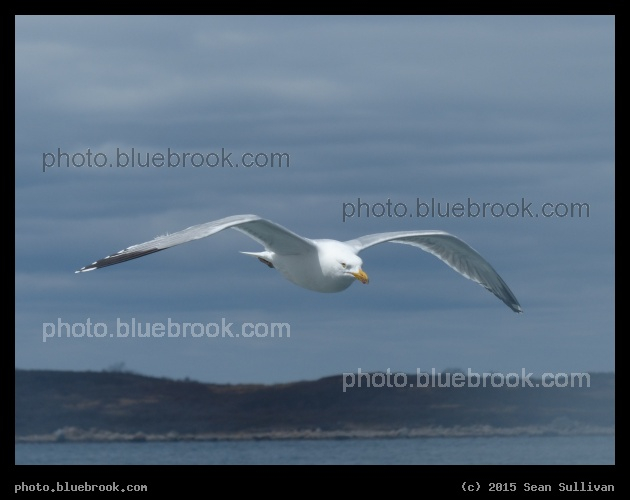 Seagull with Horizon - From the Steamship Authority 
