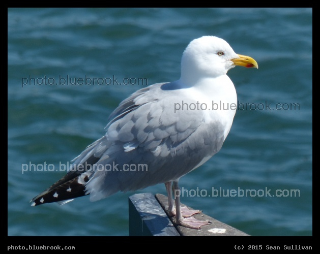 Fluffy Seagull - Vineyard Haven, MA