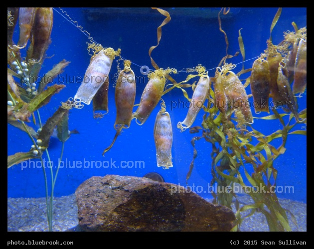 Chain Dogfish Egg Cases - Woods Hole Science Aquarium, Woods Hole MA