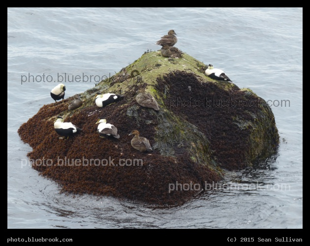 Ducks on a Rock - Common Eiders at Eastern Point, Gloucester MA