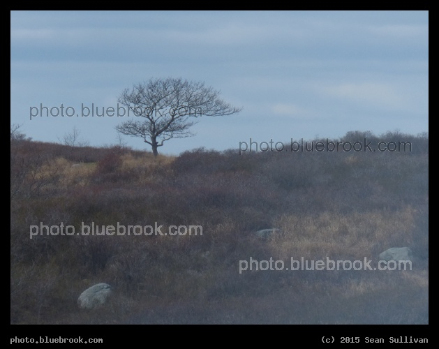 Windswept Tree - Nonamesset Island, MA