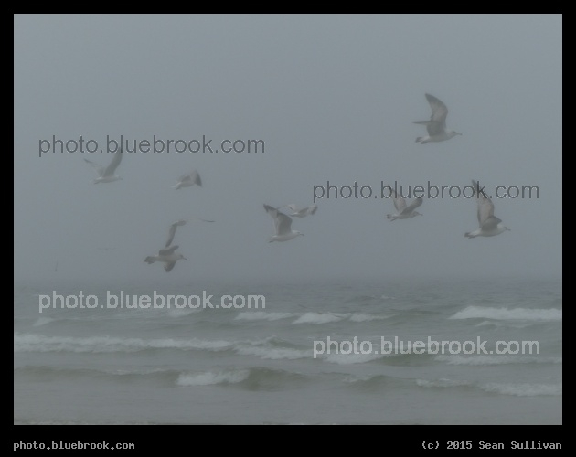 Birds in the Mist - Crane Beach, Ipswich MA