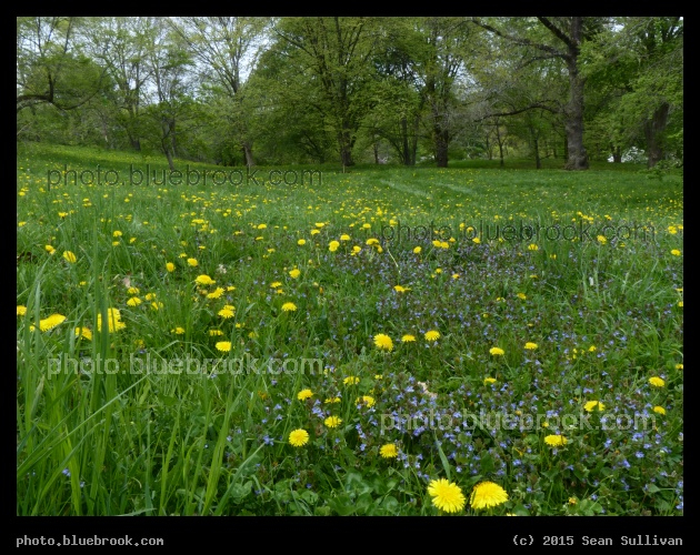 Flowers in the Grass - Arnold Arboretum, Jamaica Plain, MA