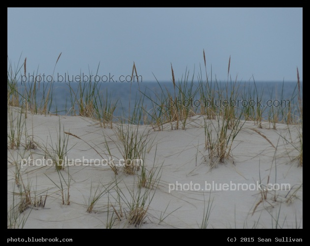 Dune Grasses - Crane Beach, Ipswich MA