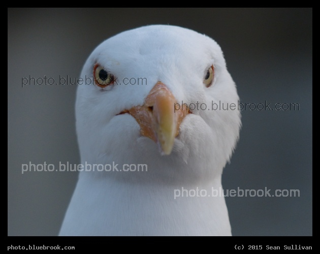Stern Seagull - Rockport MA