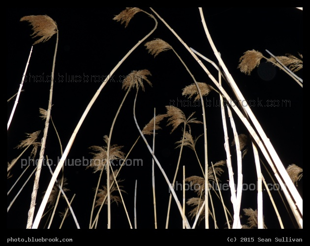 Reeds at Night - Mystic River Reservation, Medford MA