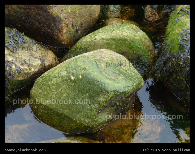 Boulders Dressed in Green - Eastern Point, Gloucester MA
