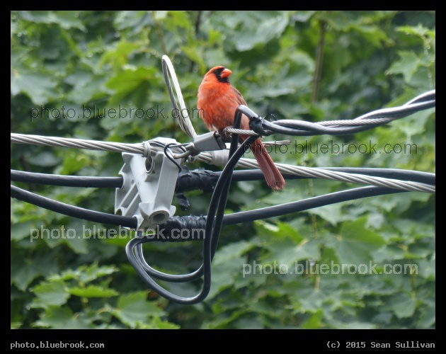 Cardinal with Technology - Somerville MA