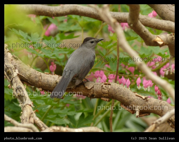 Brown Bird - Arboretum, Jamaica Plain MA